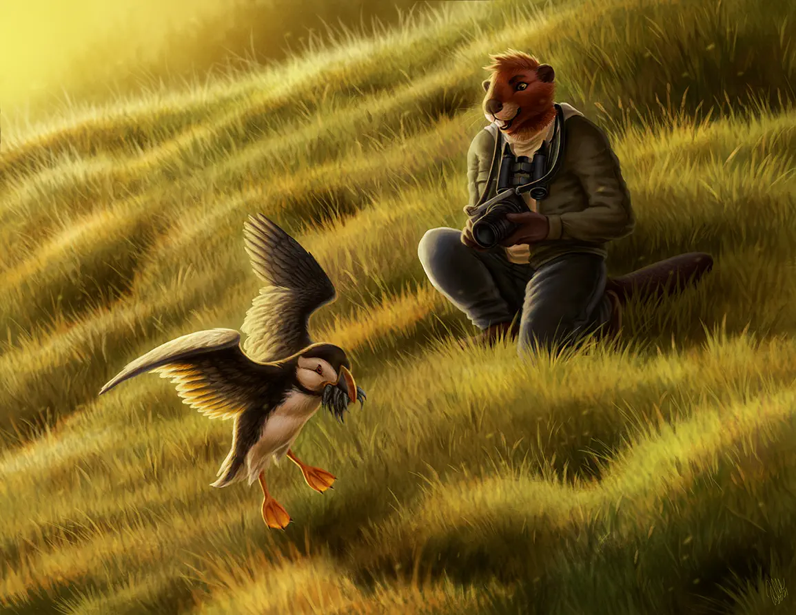 Anthro beaver watches in amazement as a puffin comes in to land.